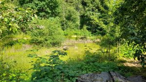 Hofewiese Langebrück