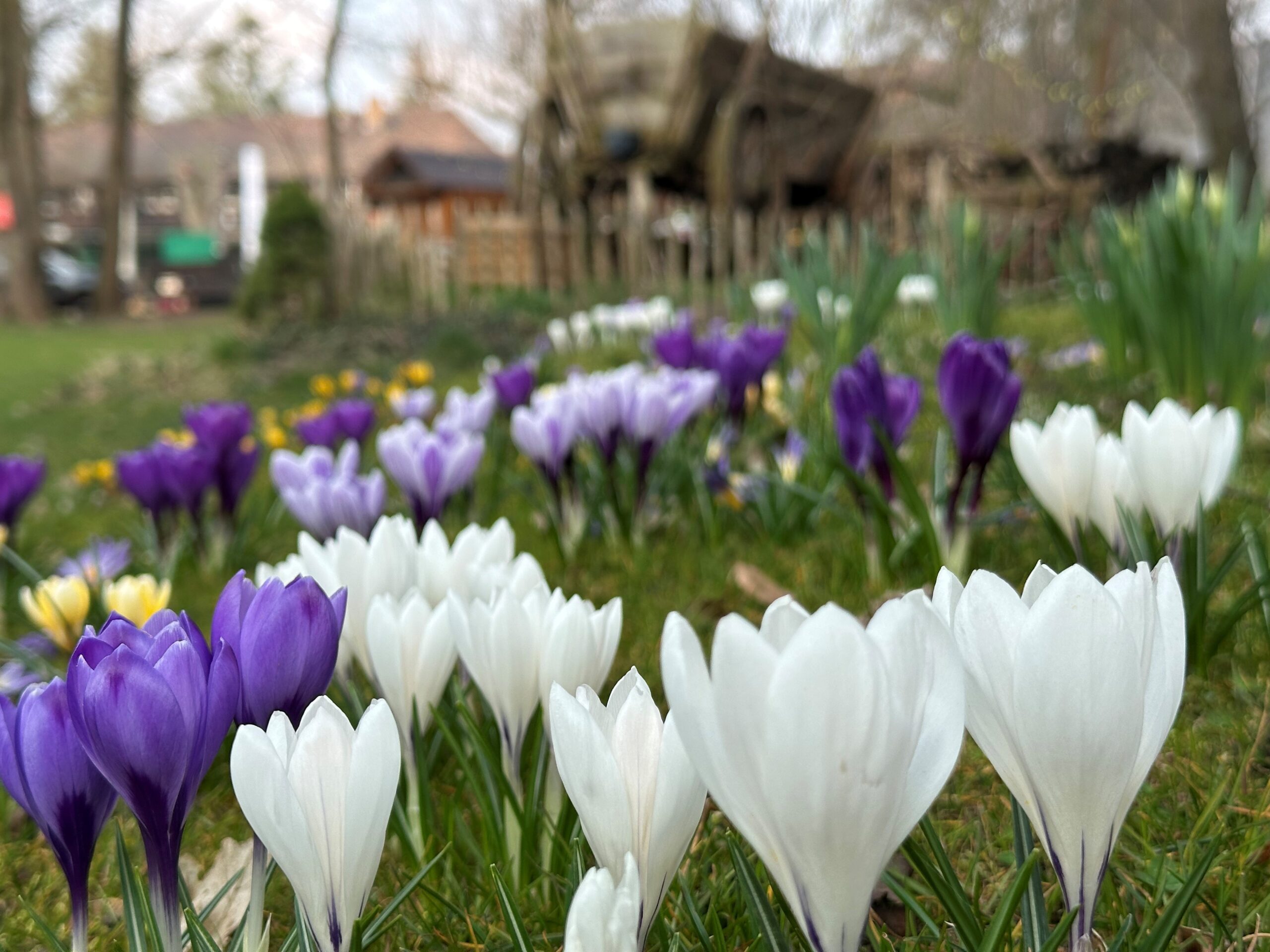 Hofewiese Langebrück