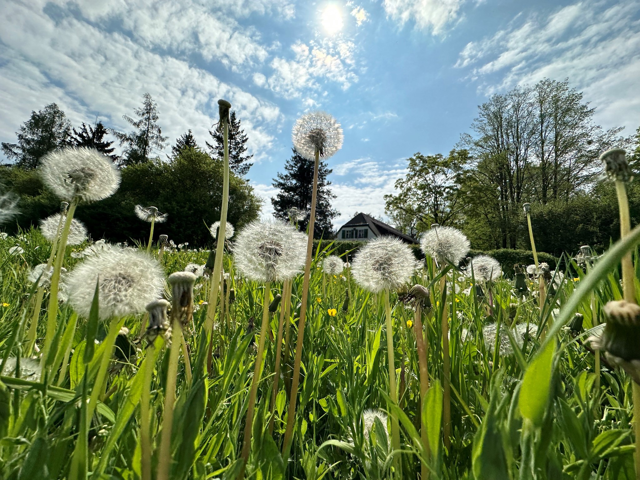 Pfingsten auf der Hofewiese
